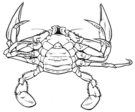 Drawing of a Blue Swimmer Crab / Sand Crab